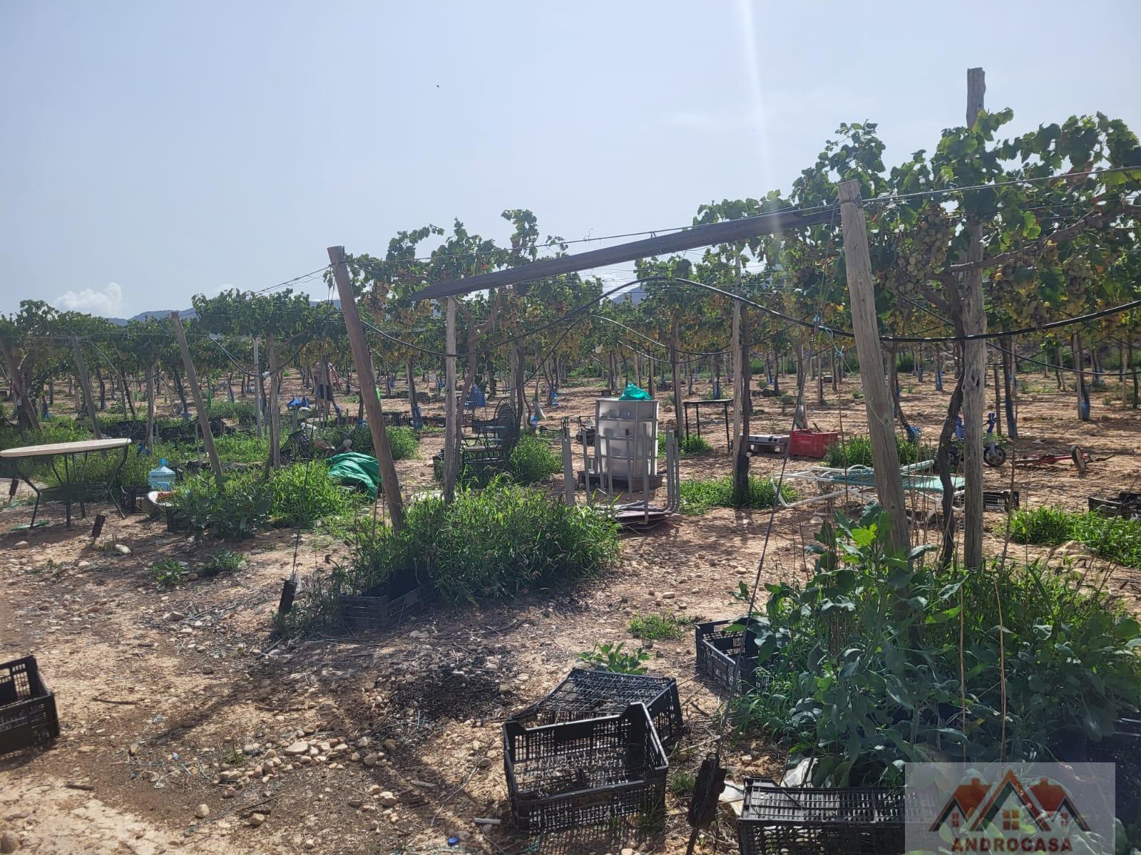 For sale of rural property in Alicante
