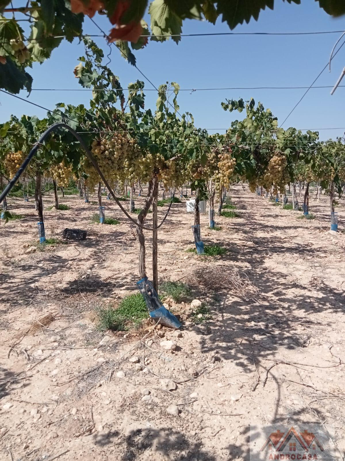 For sale of rural property in Alicante