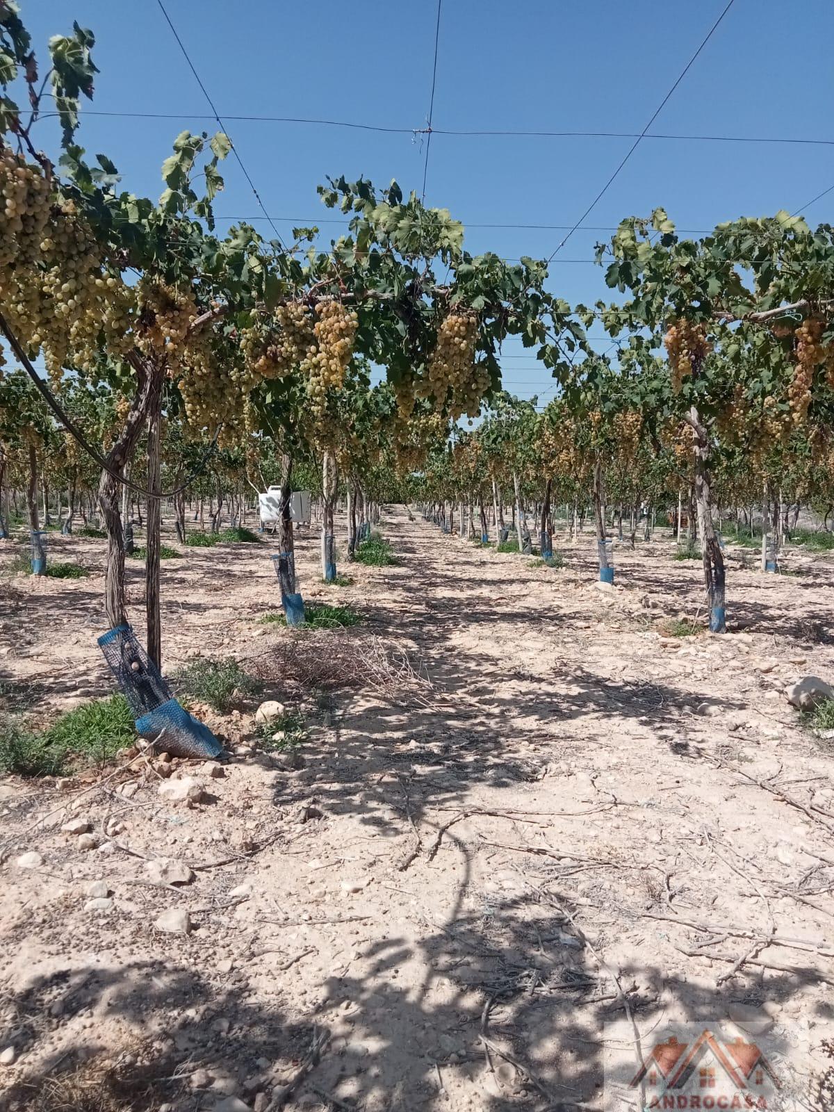 For sale of rural property in Alicante