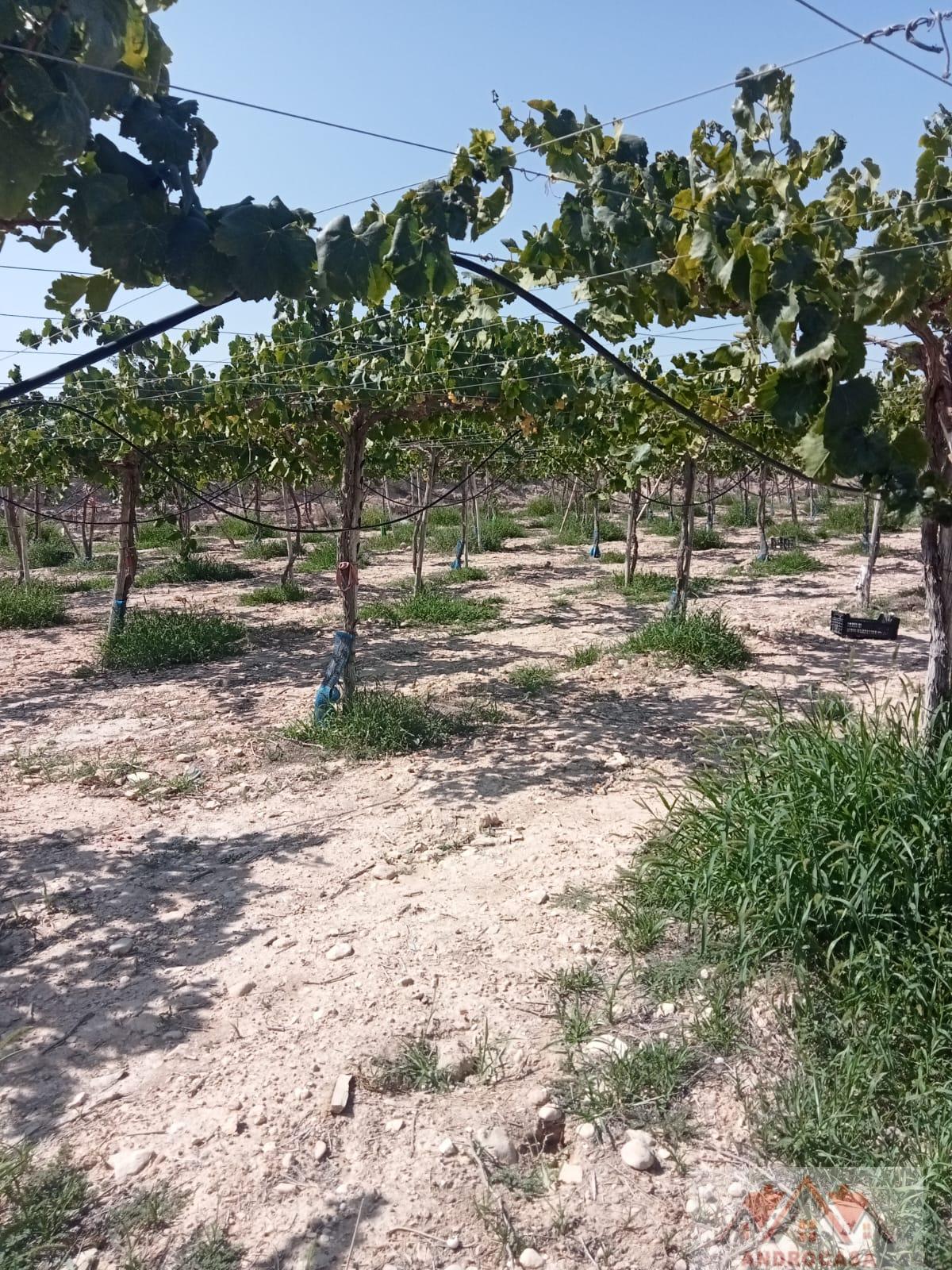 For sale of rural property in Alicante