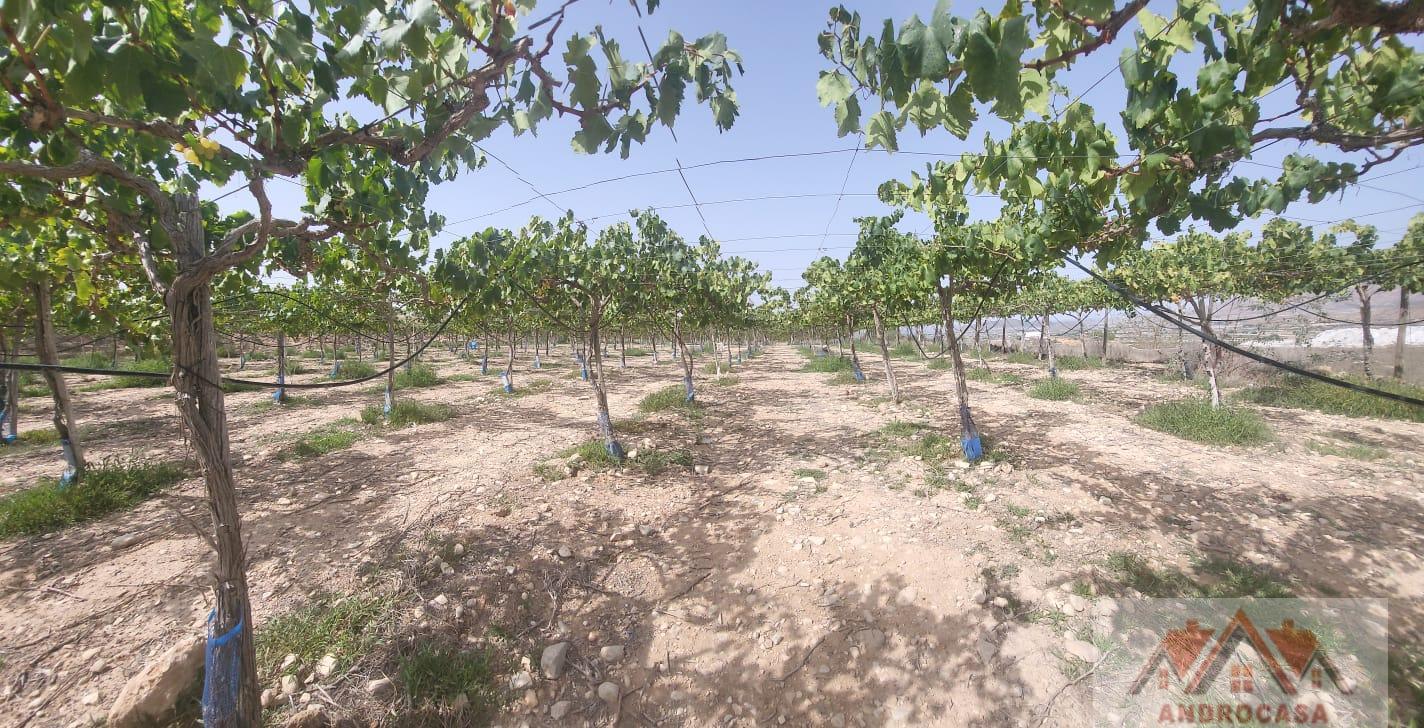 For sale of rural property in Alicante