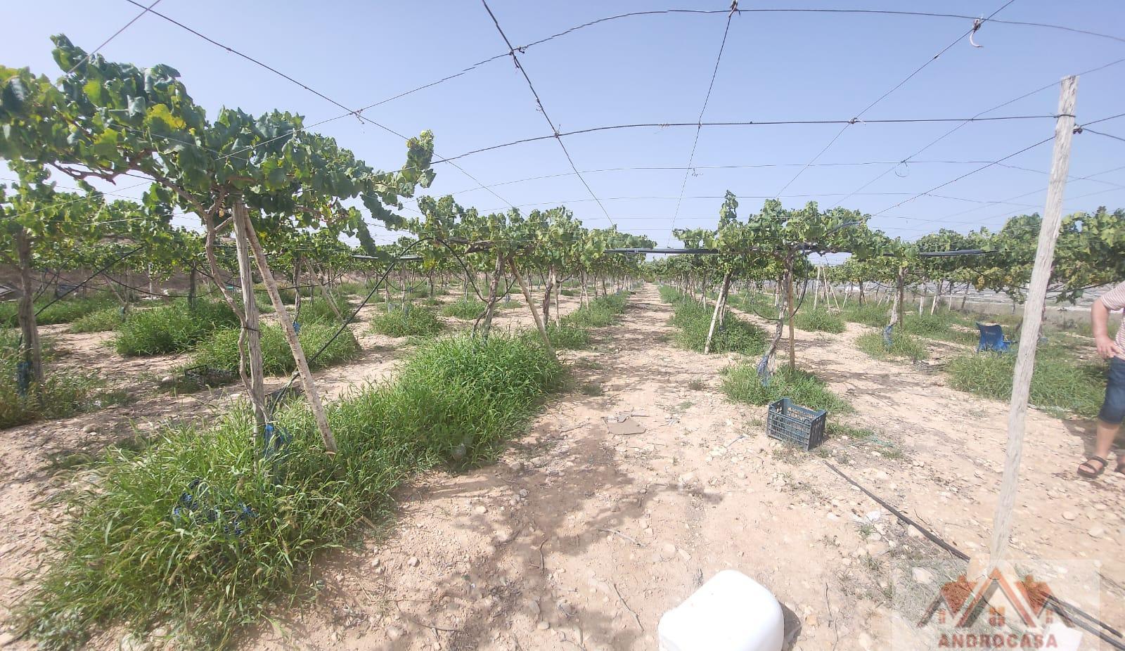 For sale of rural property in Alicante