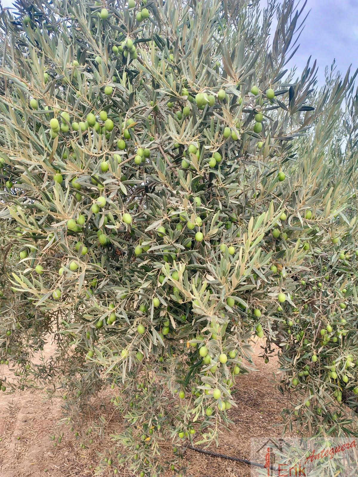 Venta de finca rústica en Fuente de Piedra