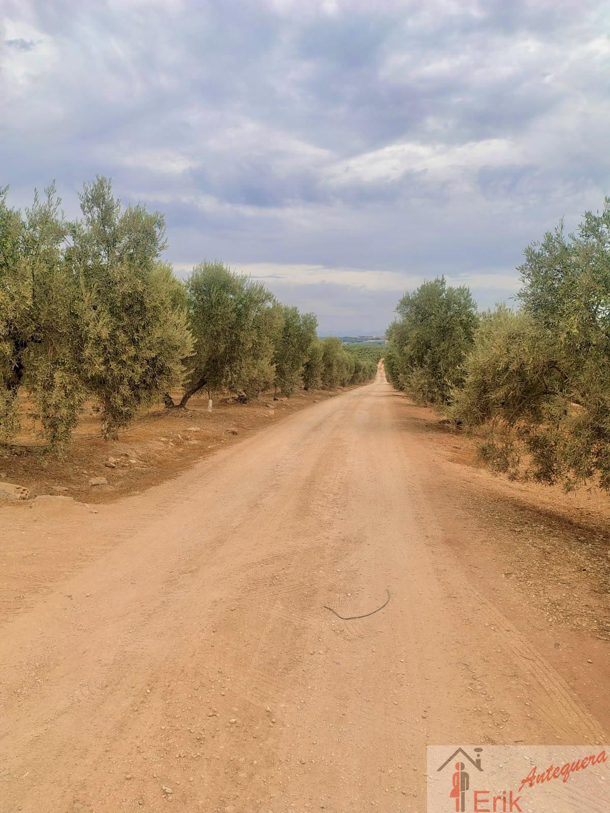 Venta de finca rústica en Fuente de Piedra