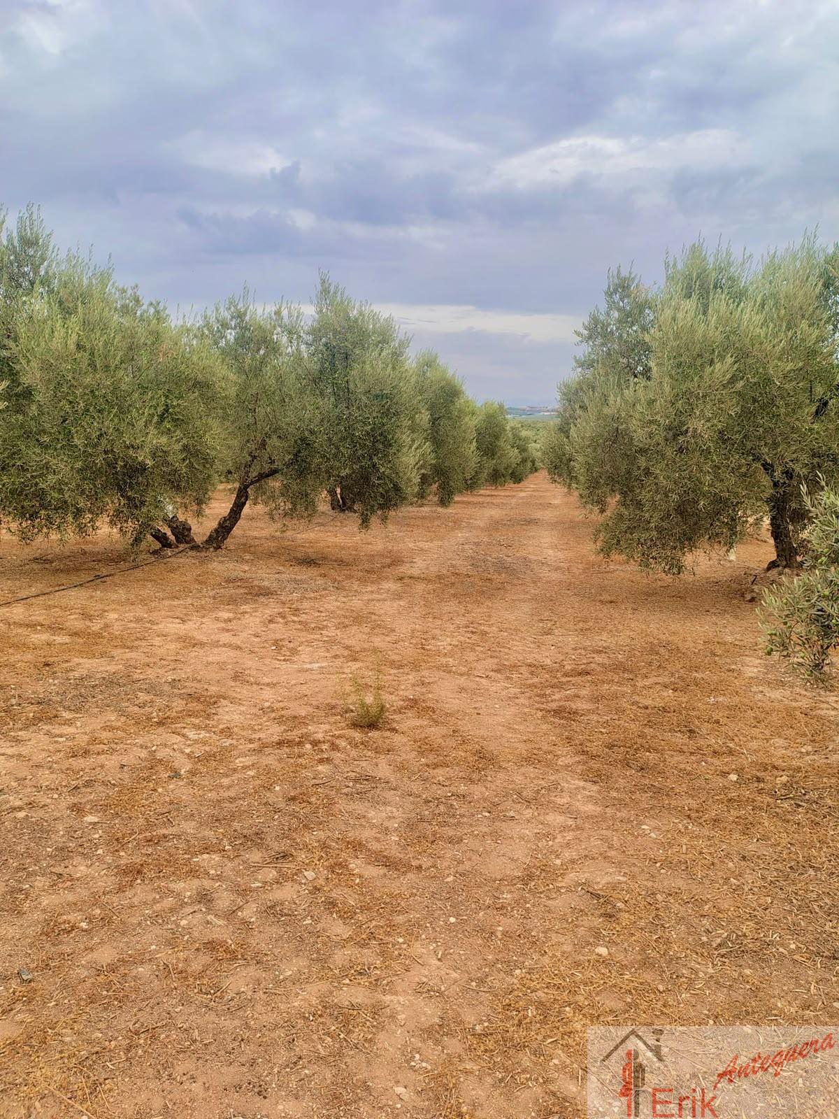 Venta de finca rústica en Fuente de Piedra