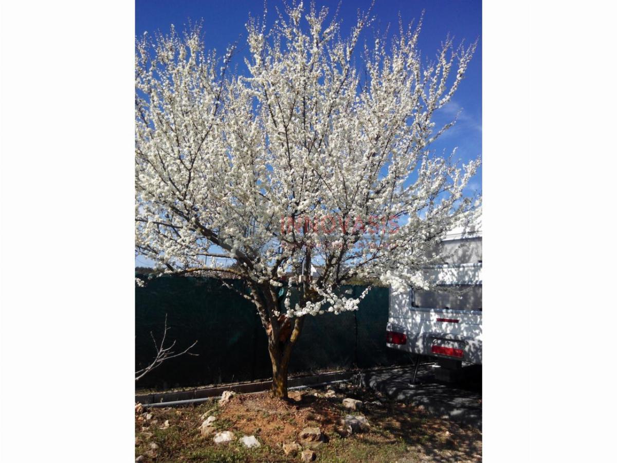For sale of land in Querol