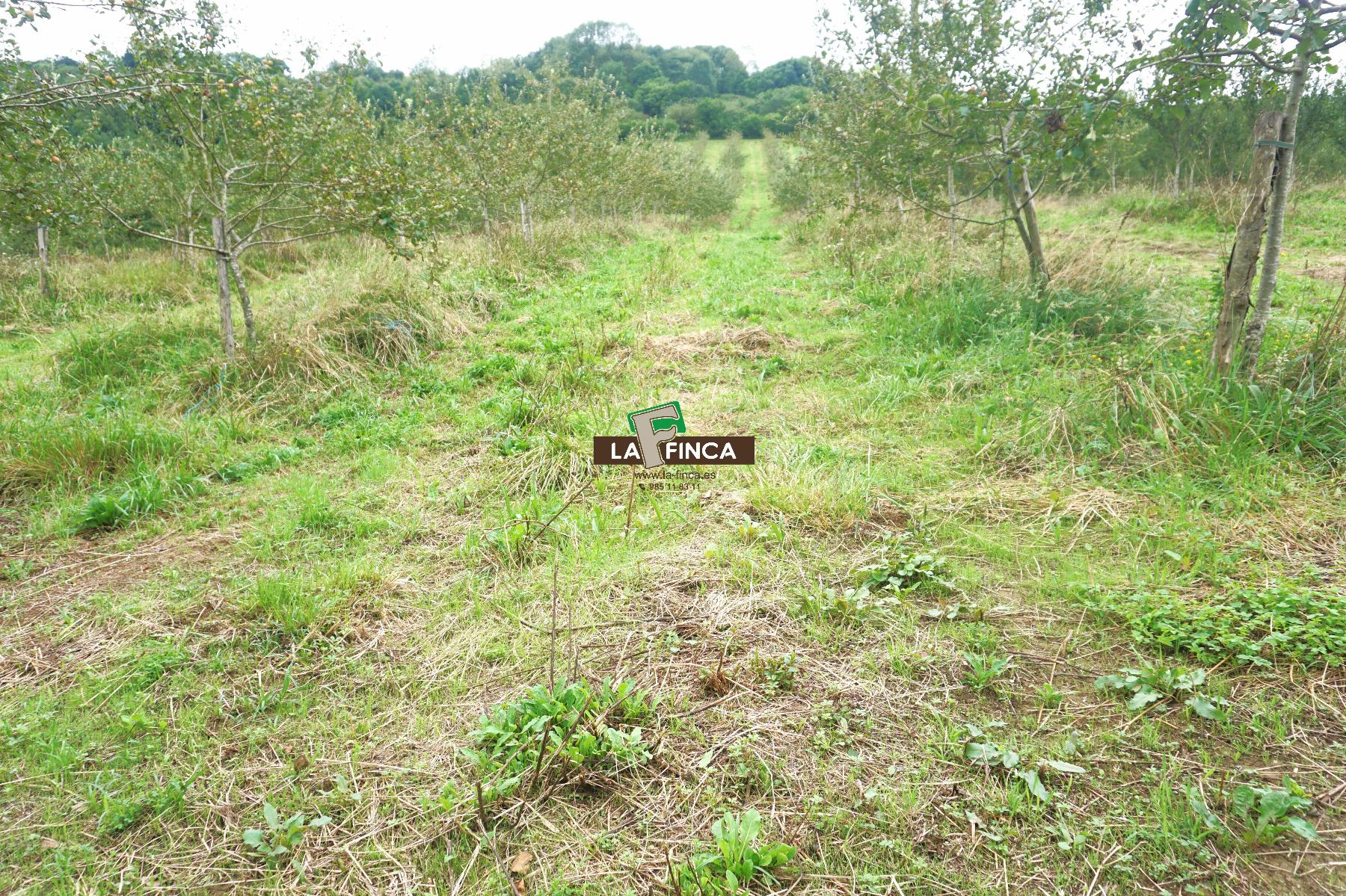 Venta de terreno en Grado