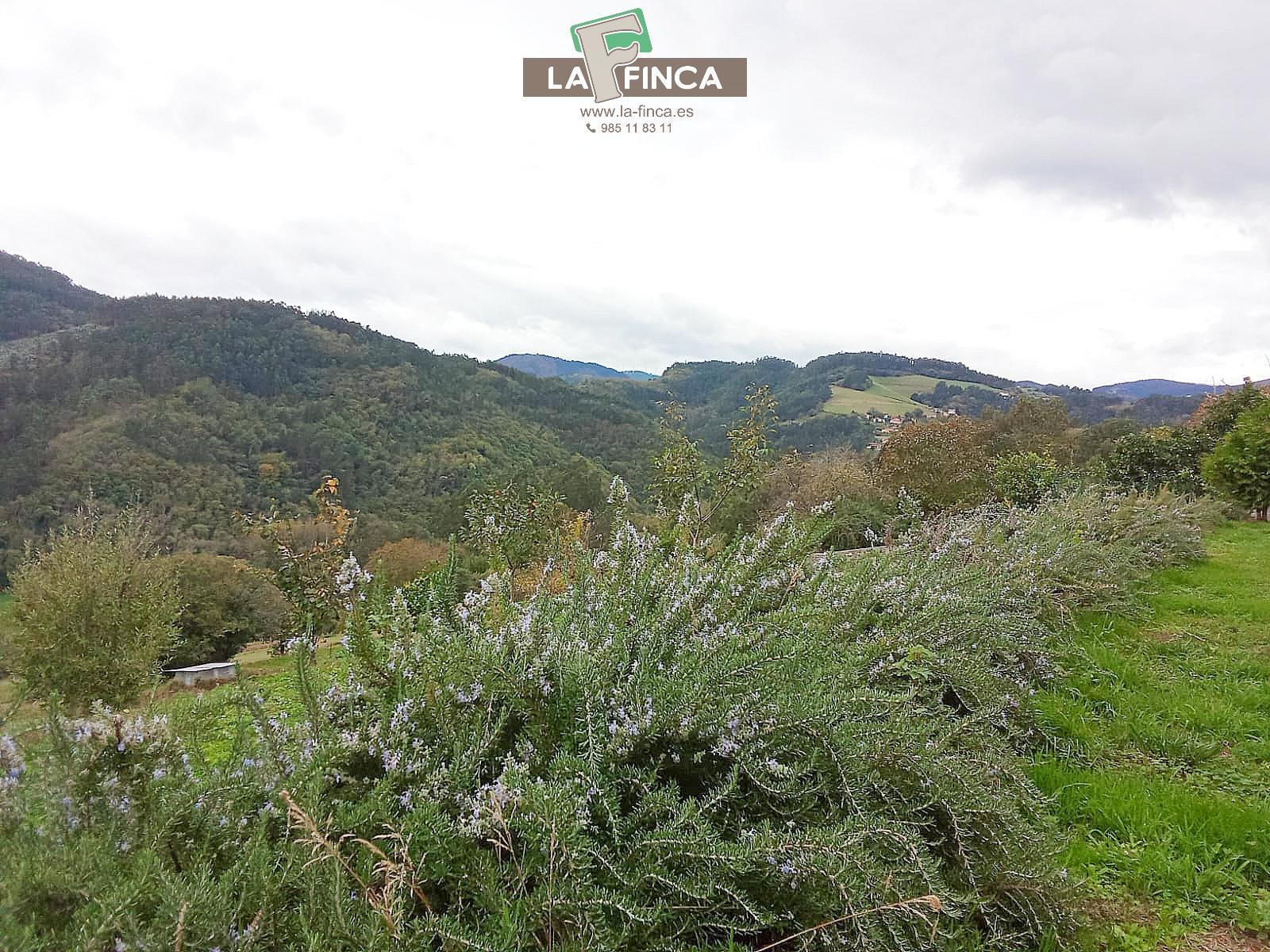 For sale of house in Pravia