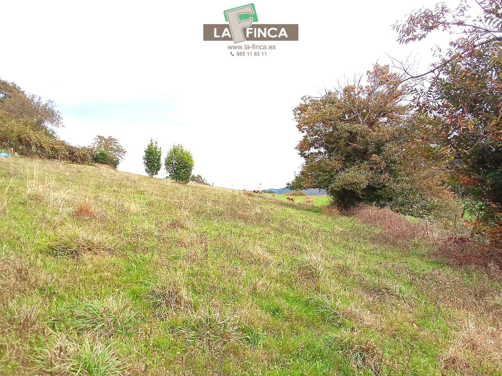 For sale of house in Pravia