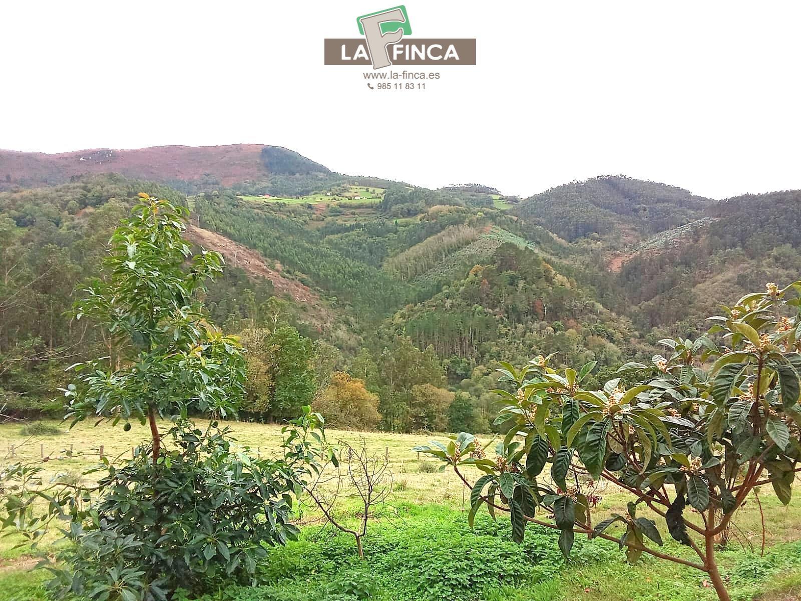 For sale of house in Pravia