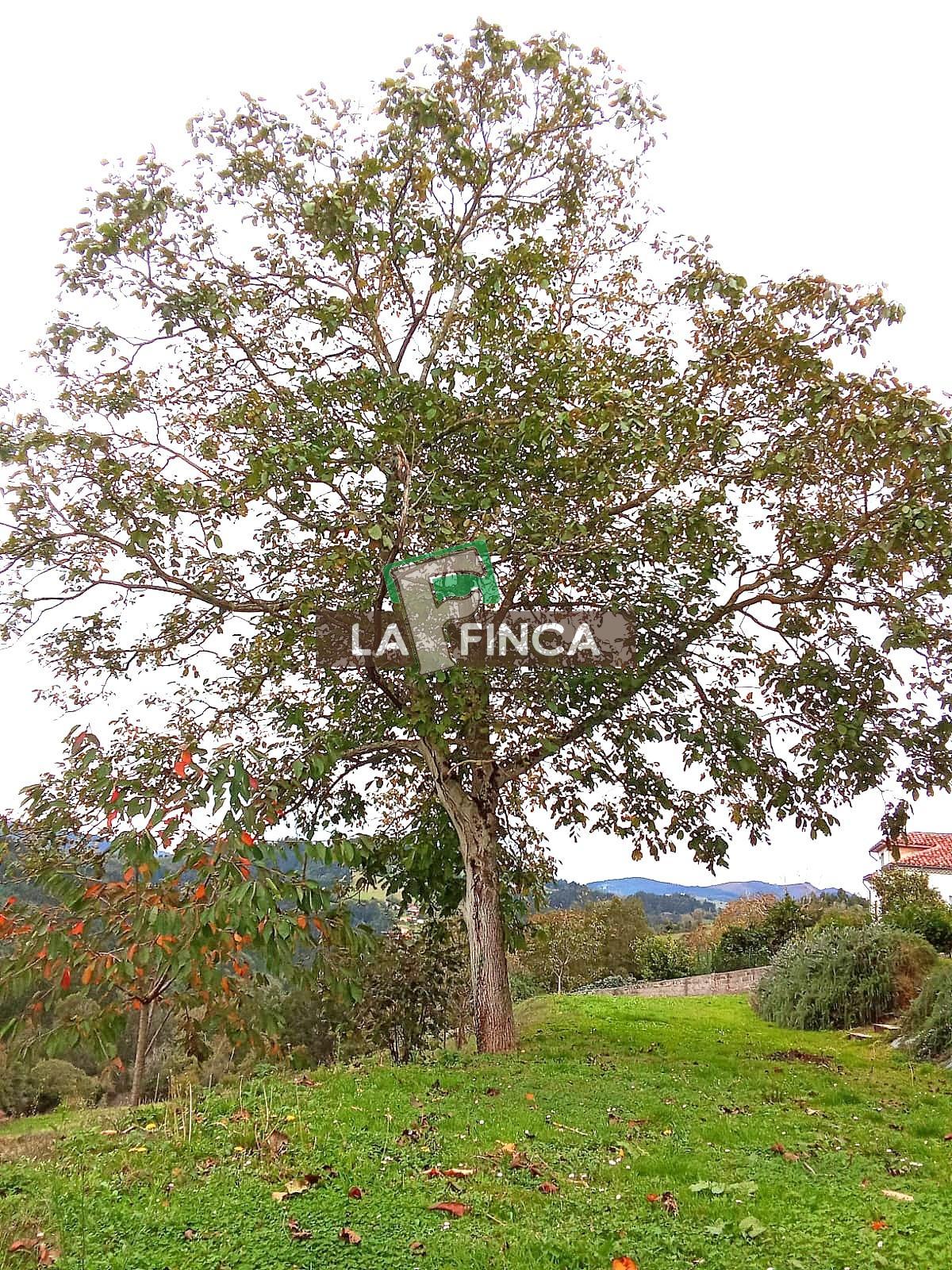 For sale of house in Pravia