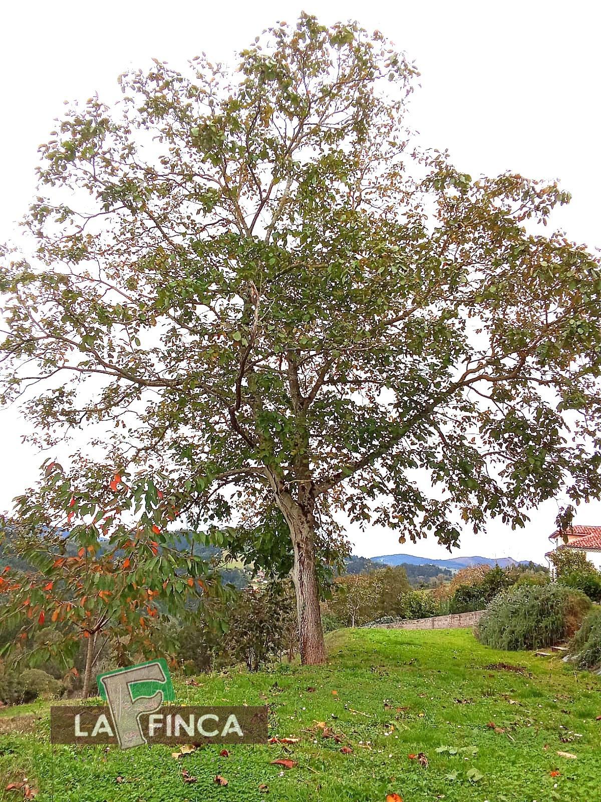 For sale of house in Pravia