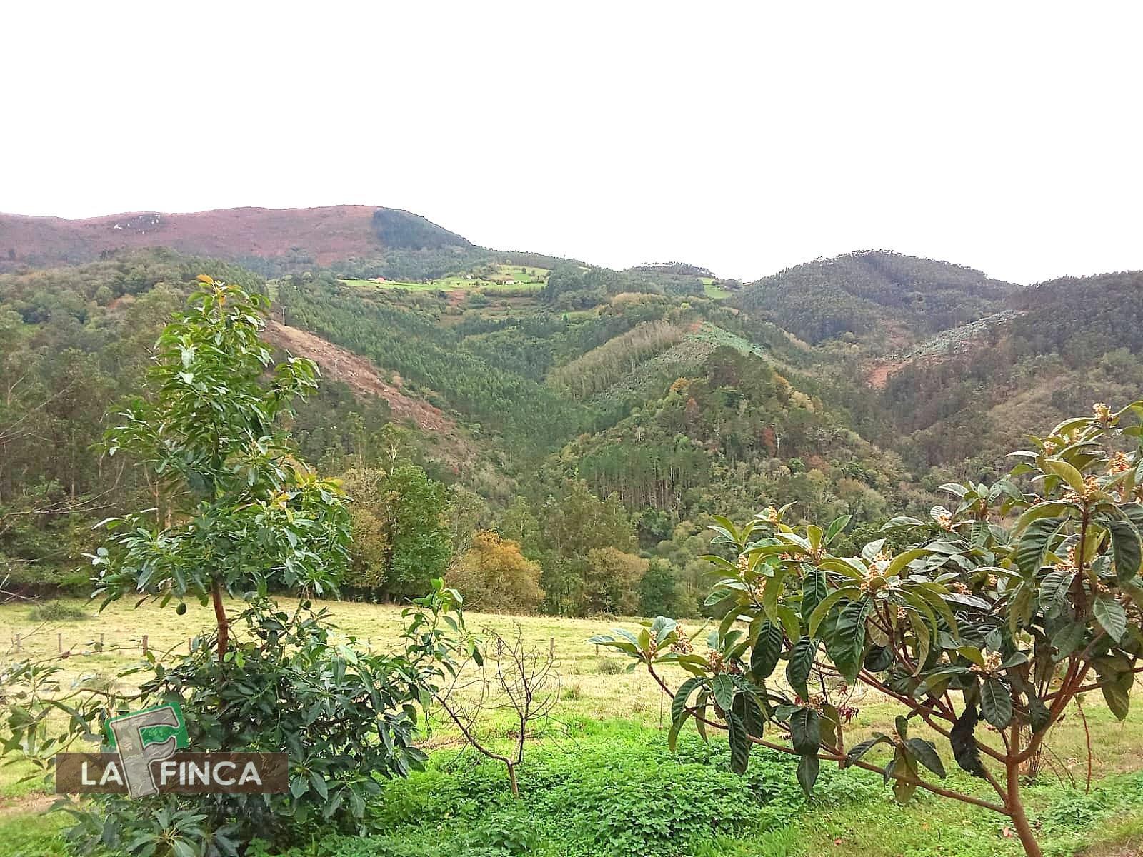 For sale of house in Pravia