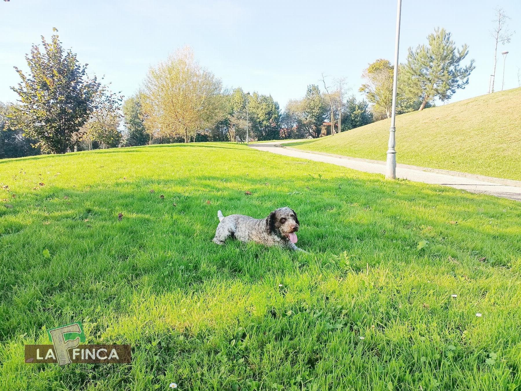 Venta de piso en Avilés Concejo