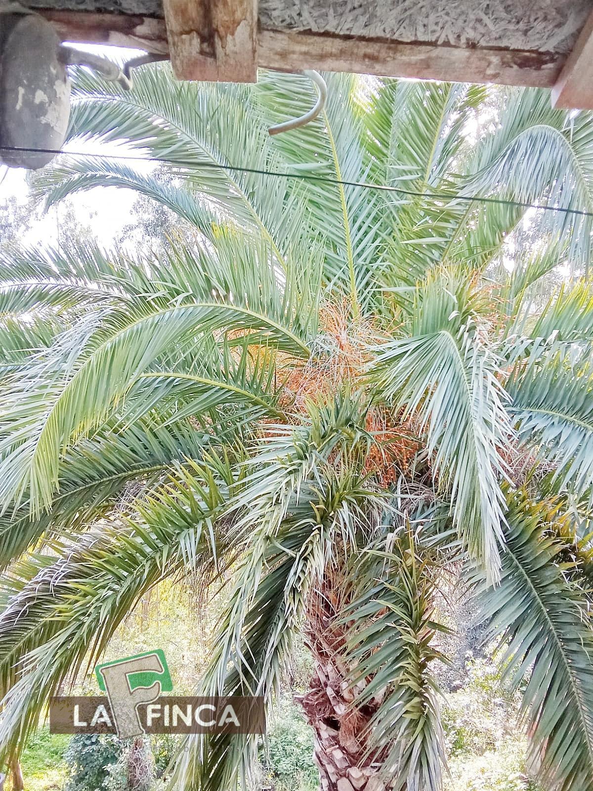 Venta de casa en Villaviciosa