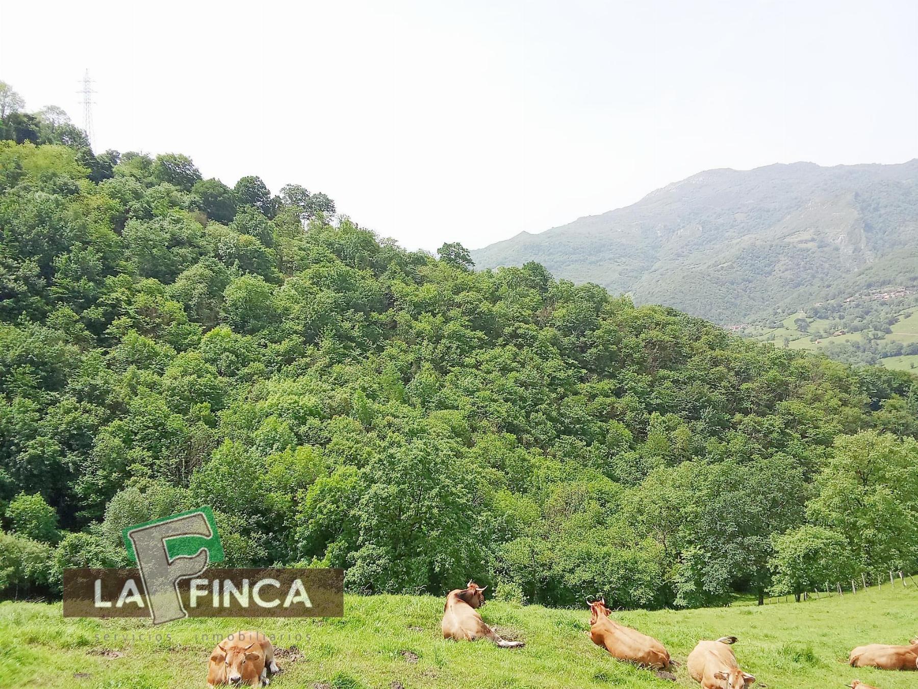 Venta de terreno en Lena