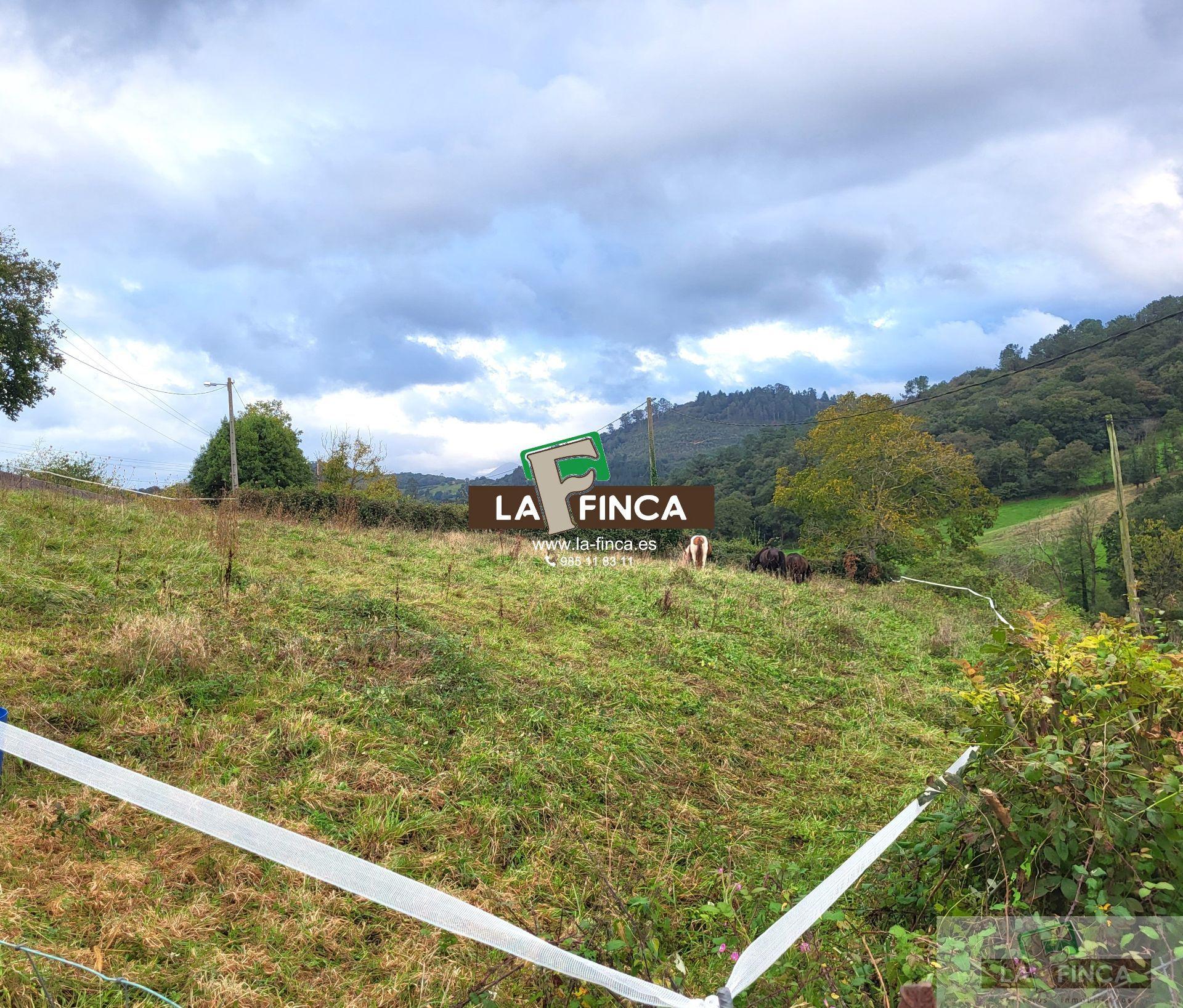 For sale of land in Siero