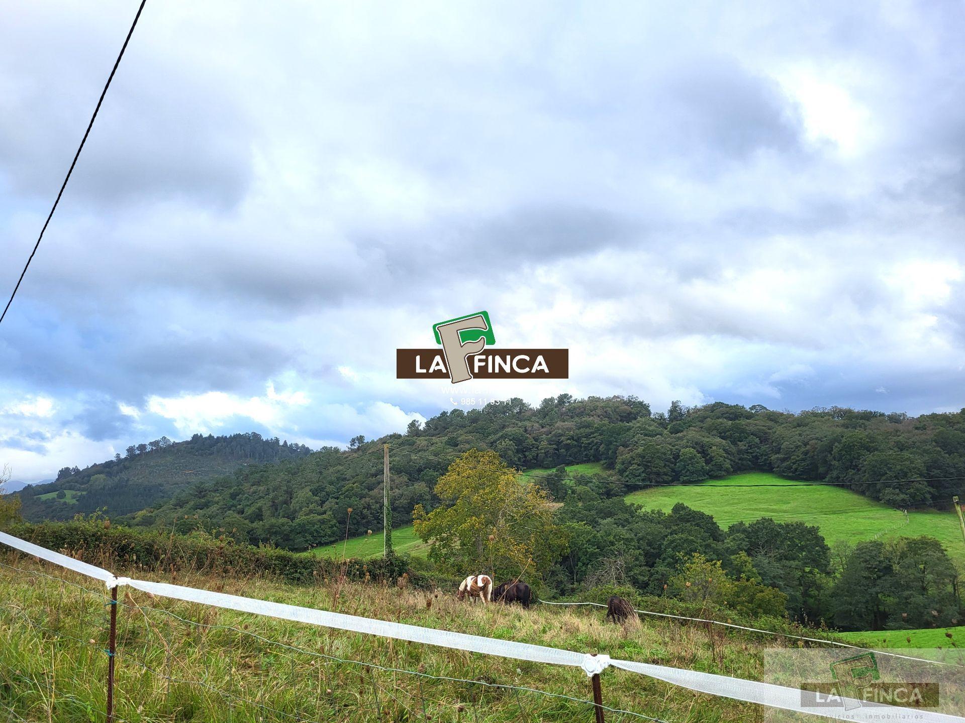 For sale of land in Siero