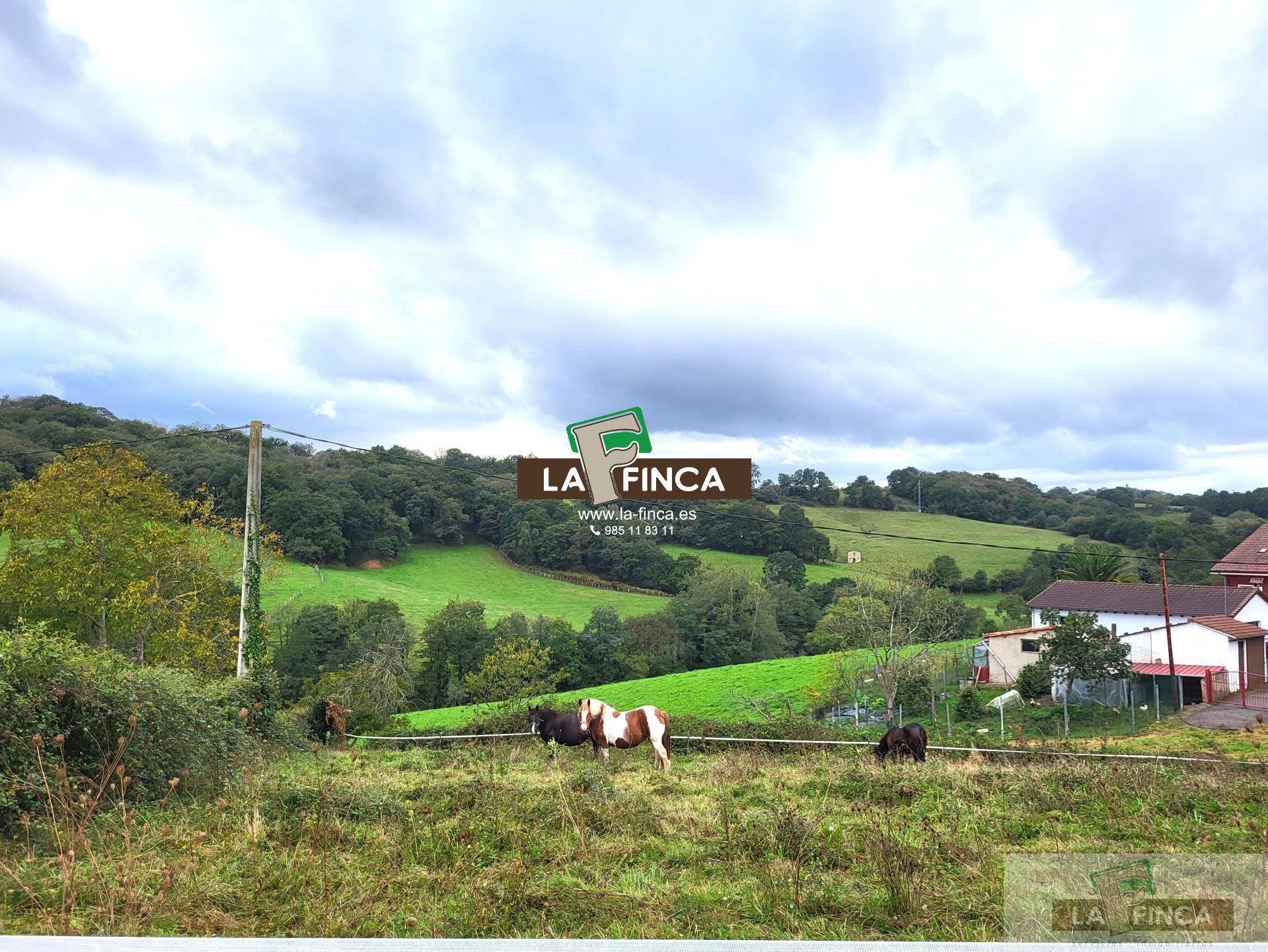 For sale of land in Siero