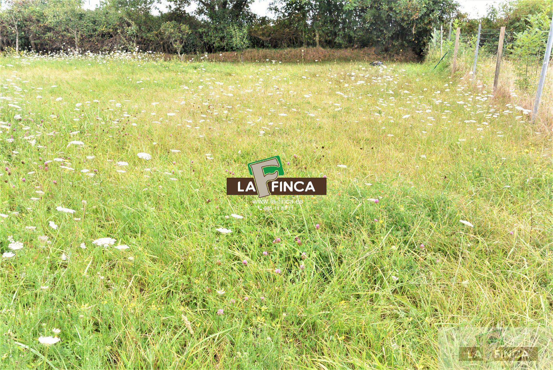 For sale of land in Siero