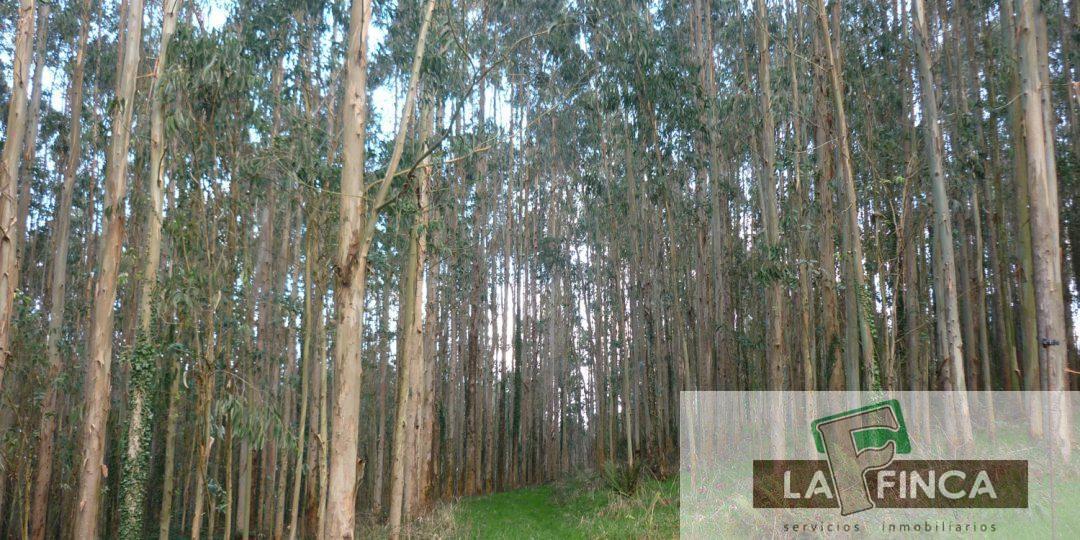 Venta de finca rústica en Pravia