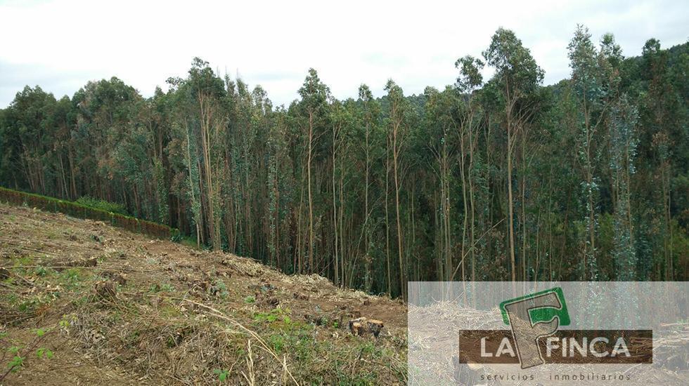 Venta de finca rústica en Pravia