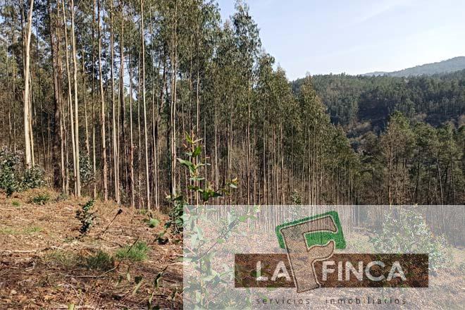Venta de finca rústica en Pravia