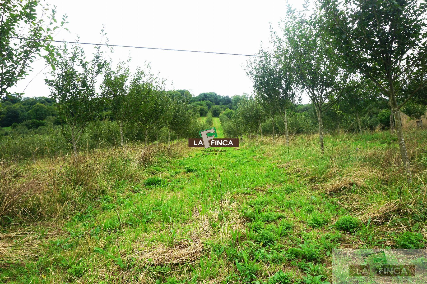 For sale of land in Grado