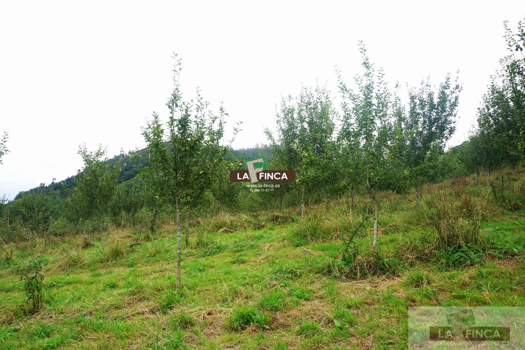 For sale of land in Grado