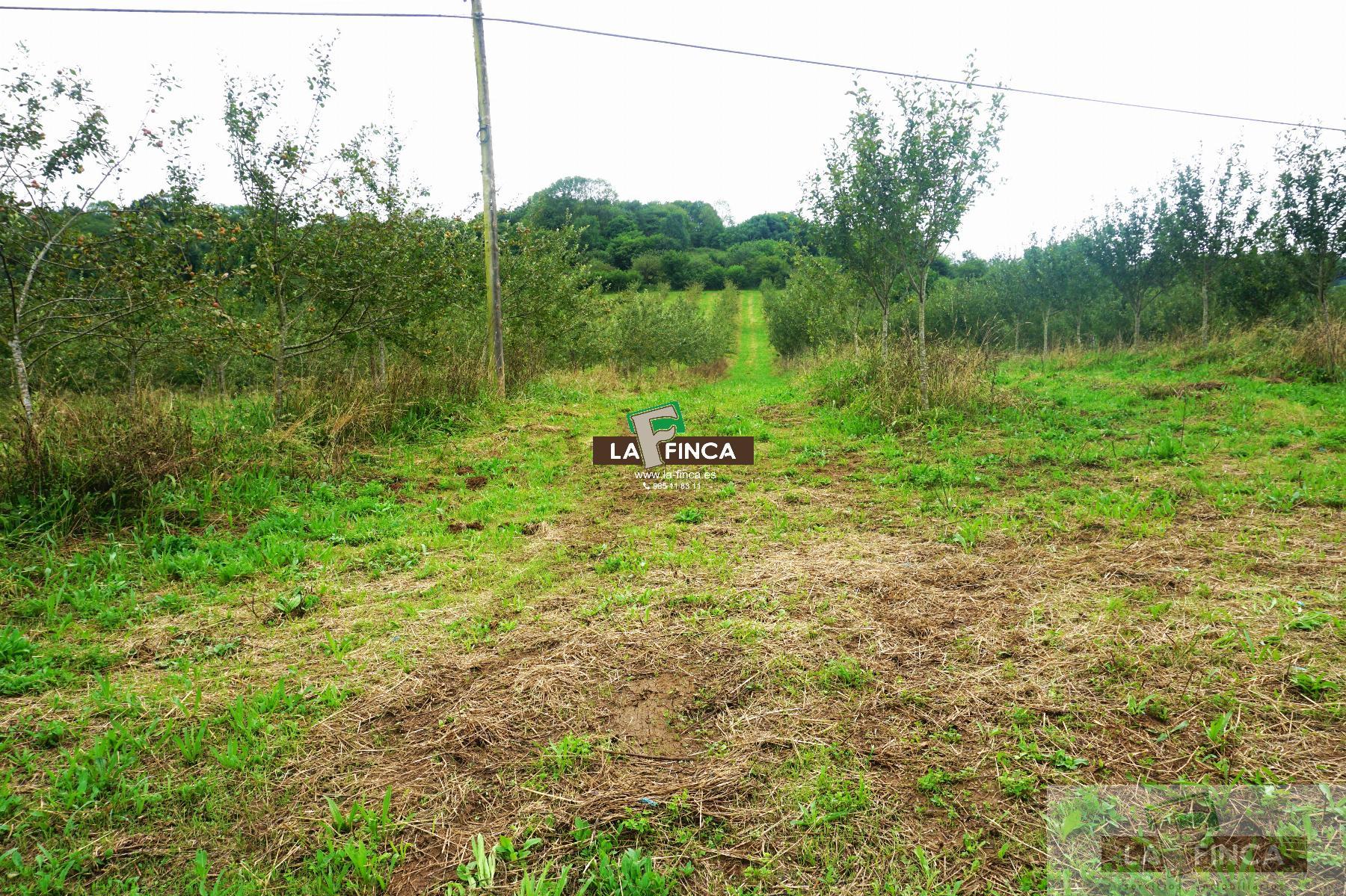 For sale of land in Grado