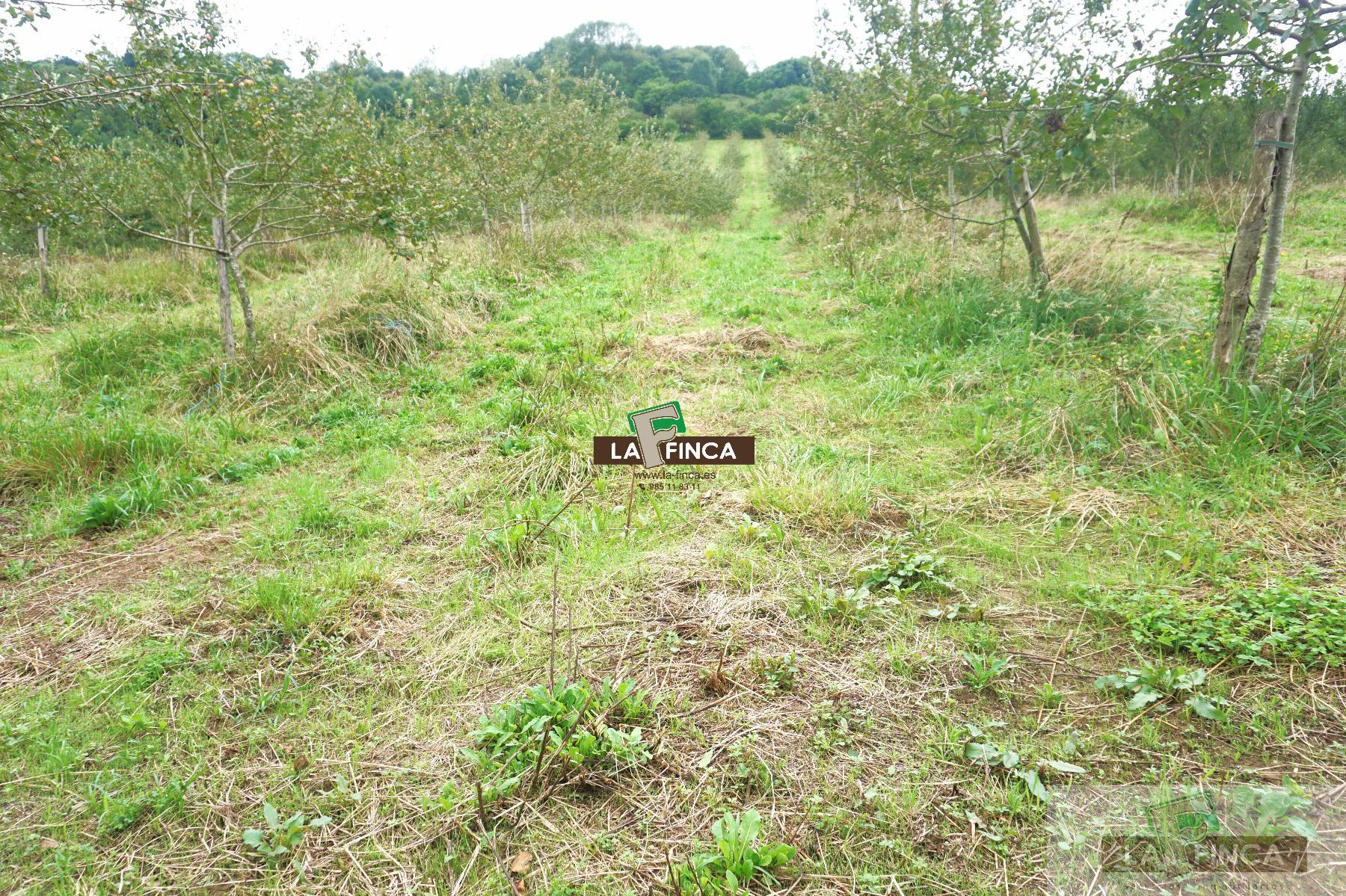 For sale of land in Grado