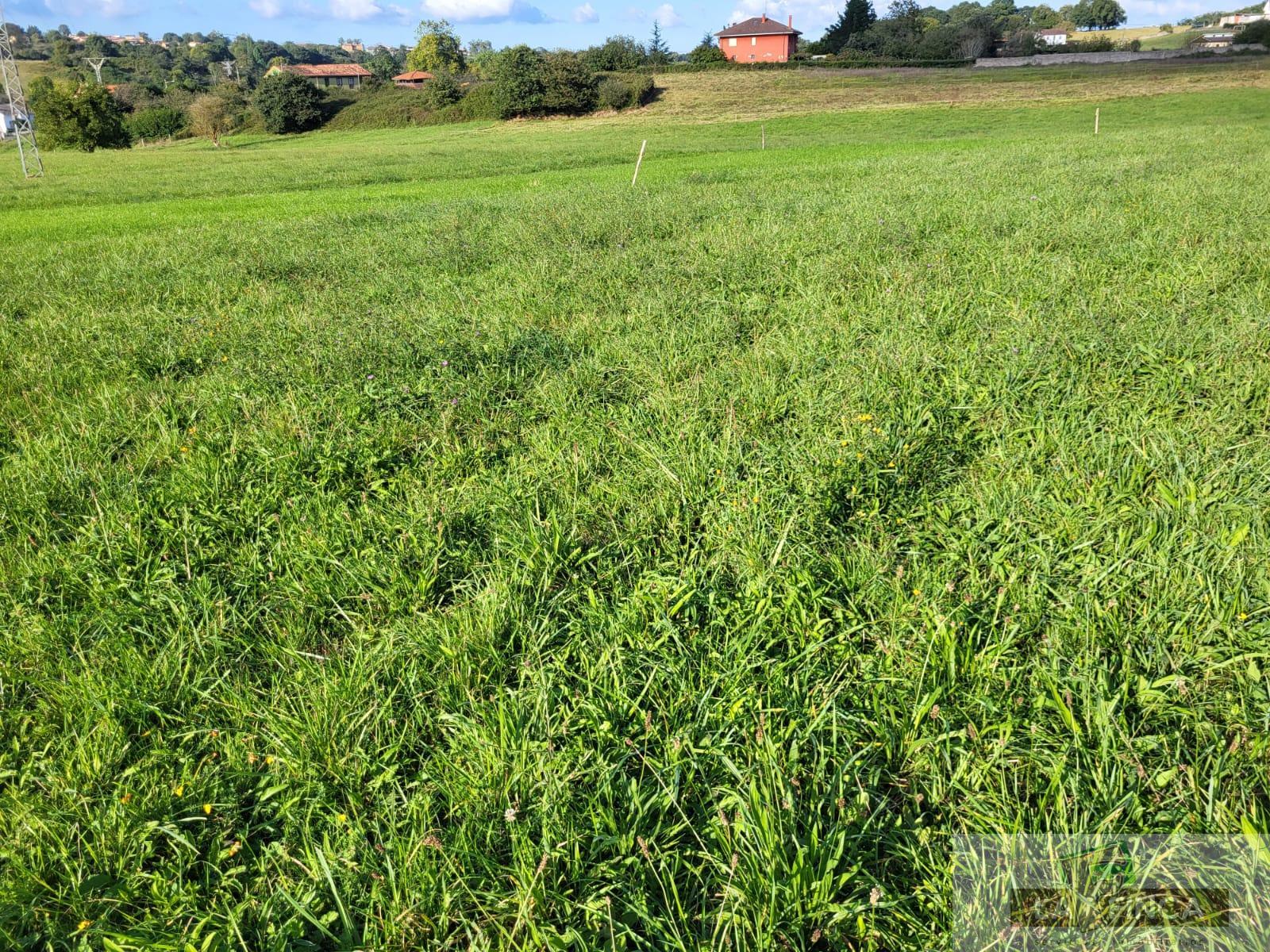 For sale of land in Oviedo