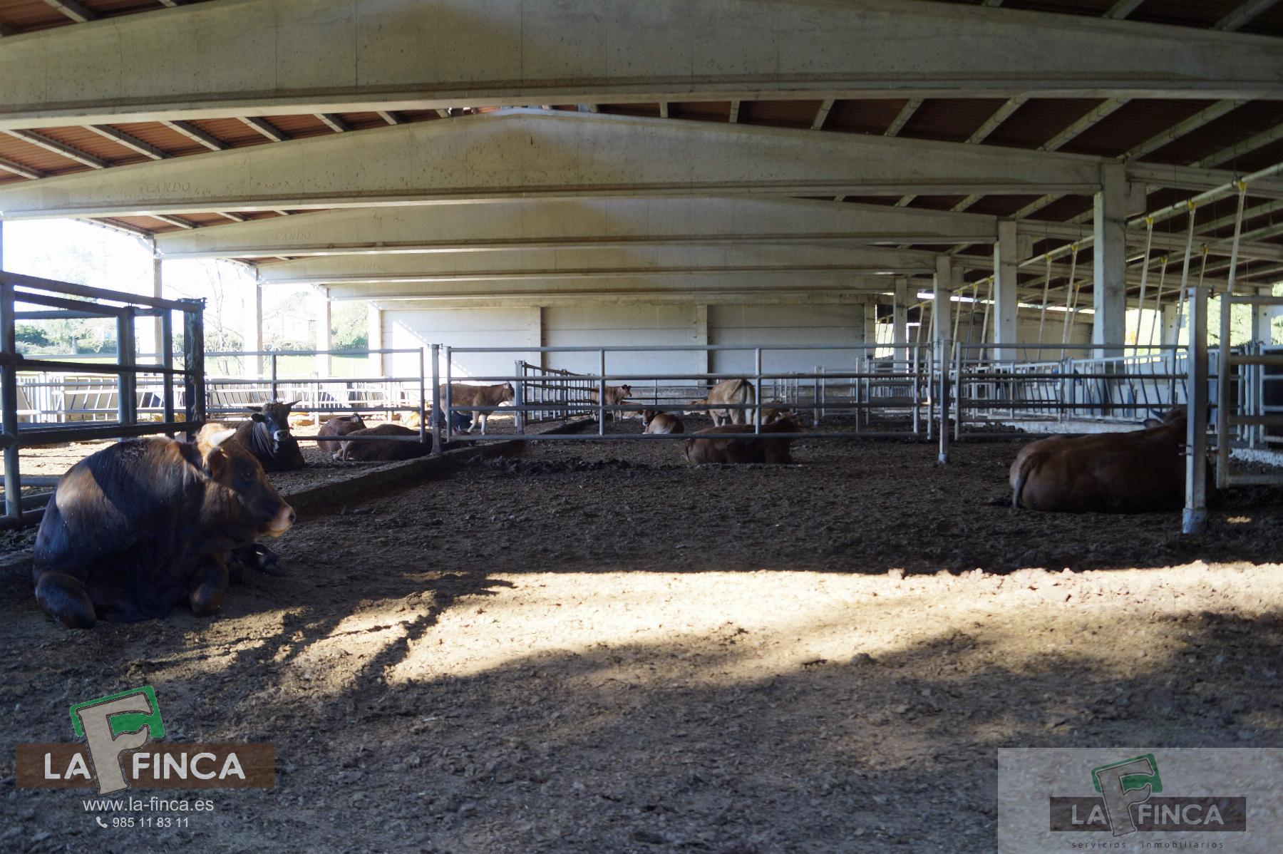 For sale of industrial plant/warehouse in Siero
