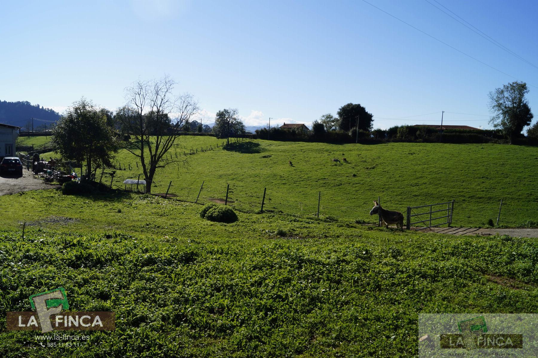 For sale of industrial plant/warehouse in Siero
