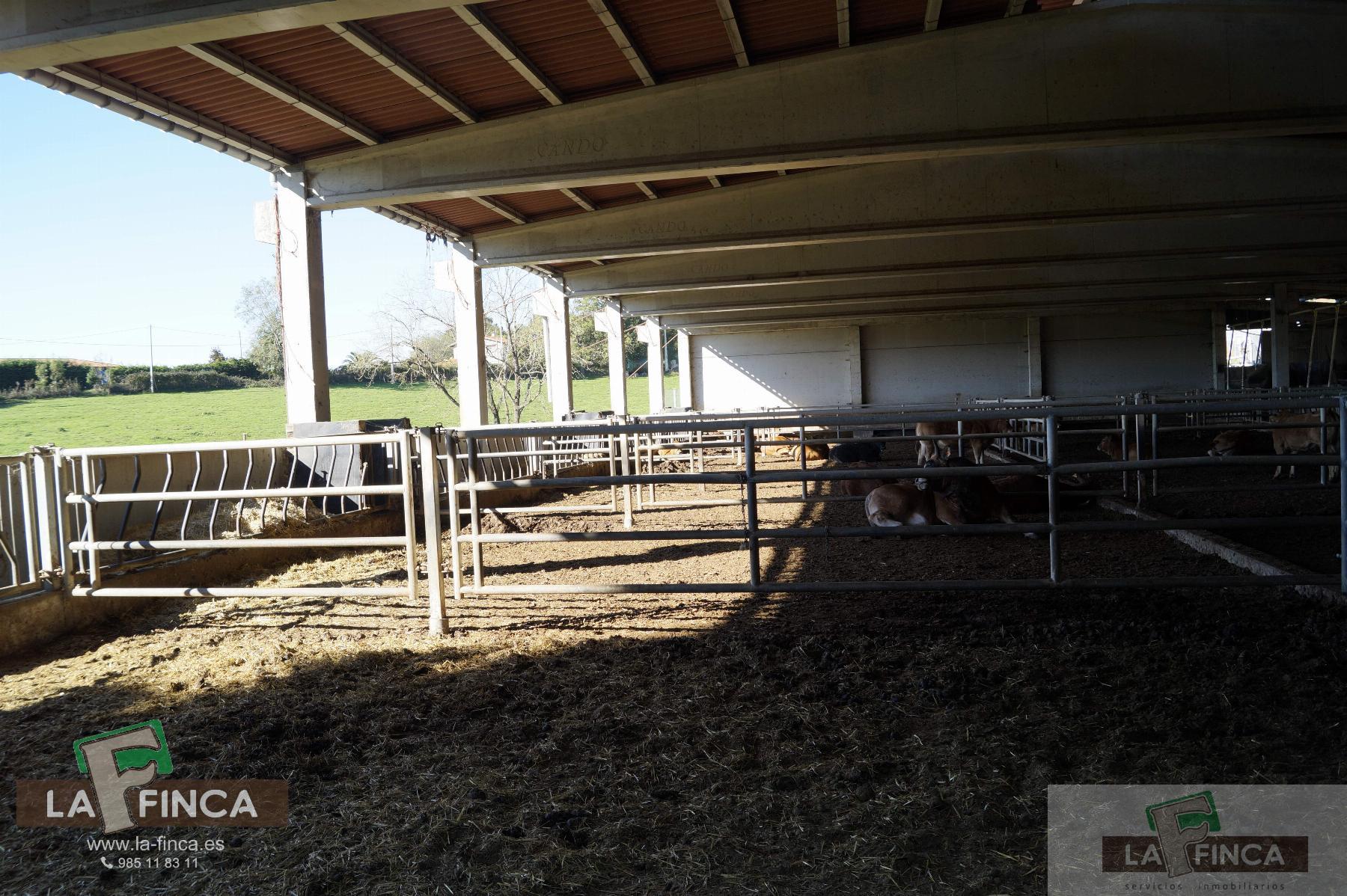 For sale of industrial plant/warehouse in Siero
