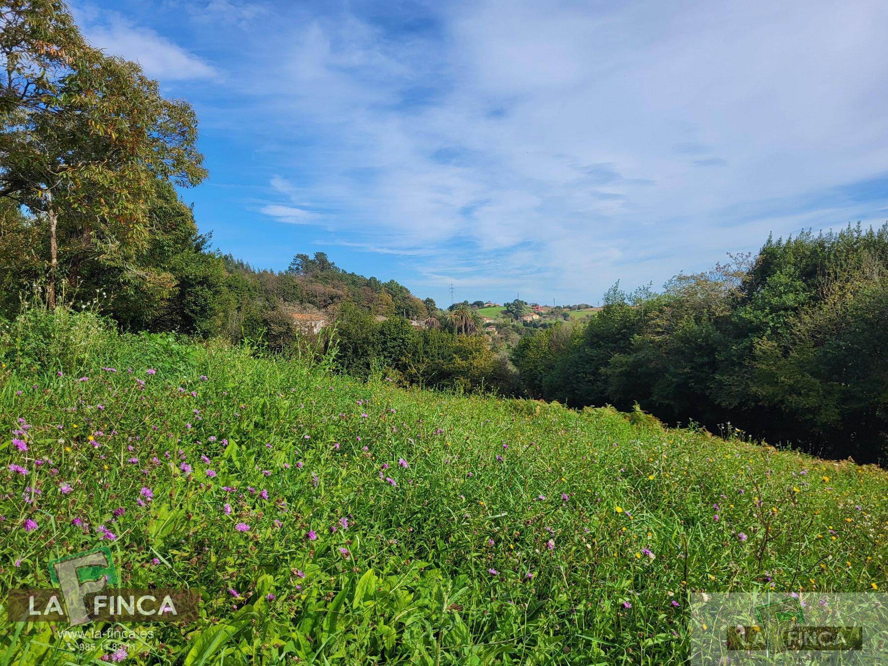 For sale of land in Carreño