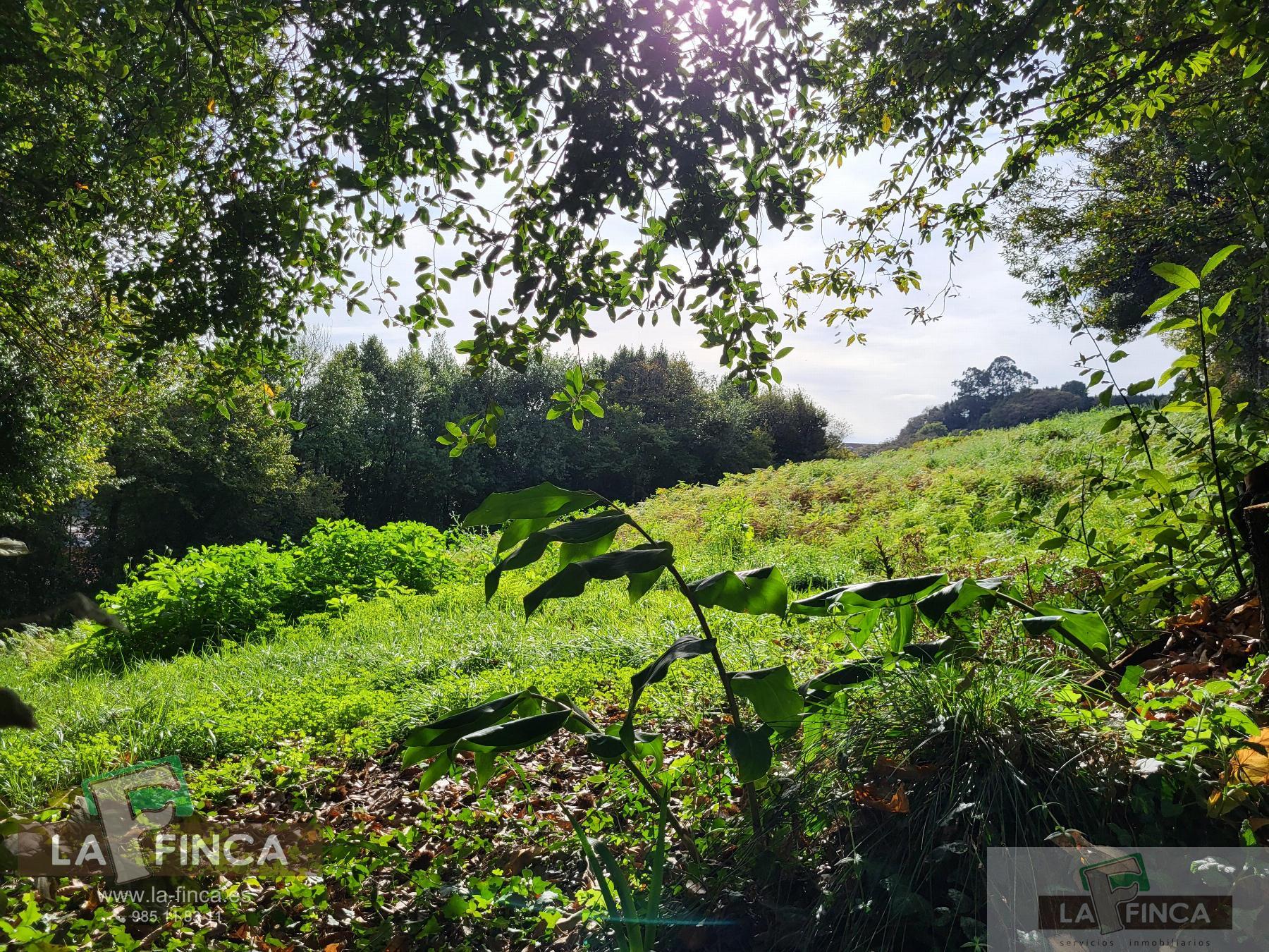 For sale of land in Carreño