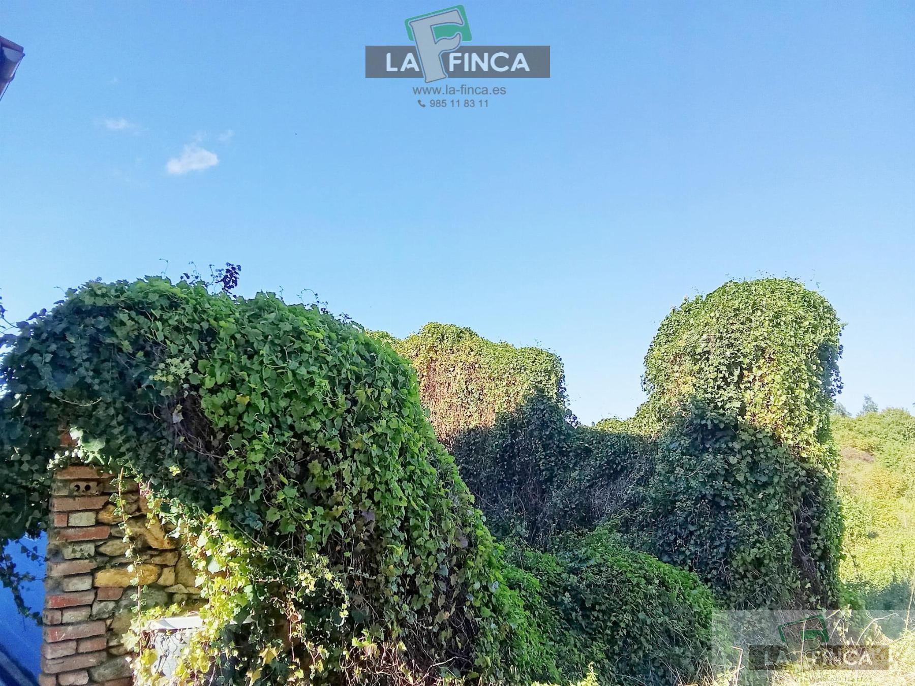Venta de finca rústica en Pravia