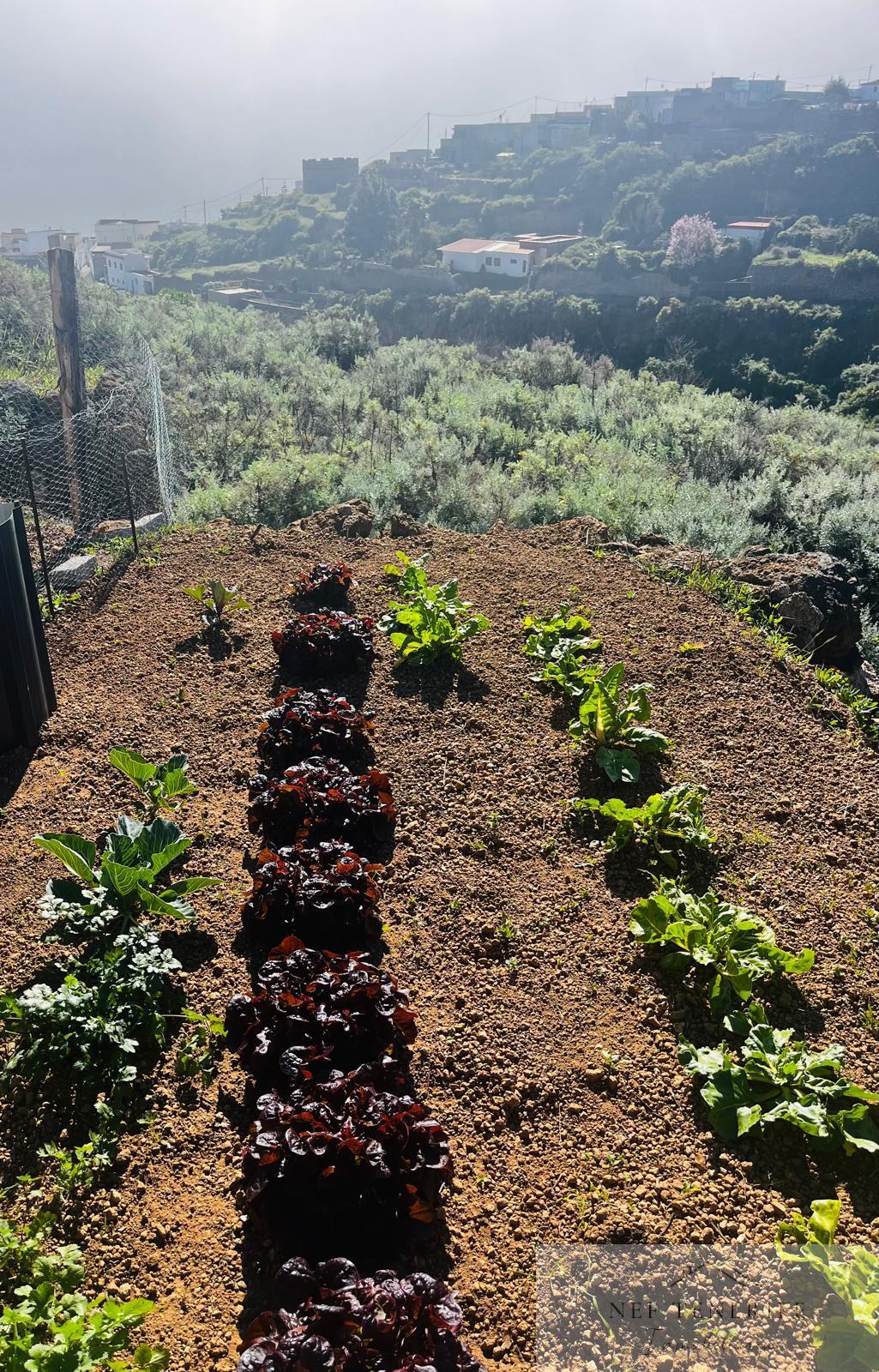 Venta de casa en Fasnia