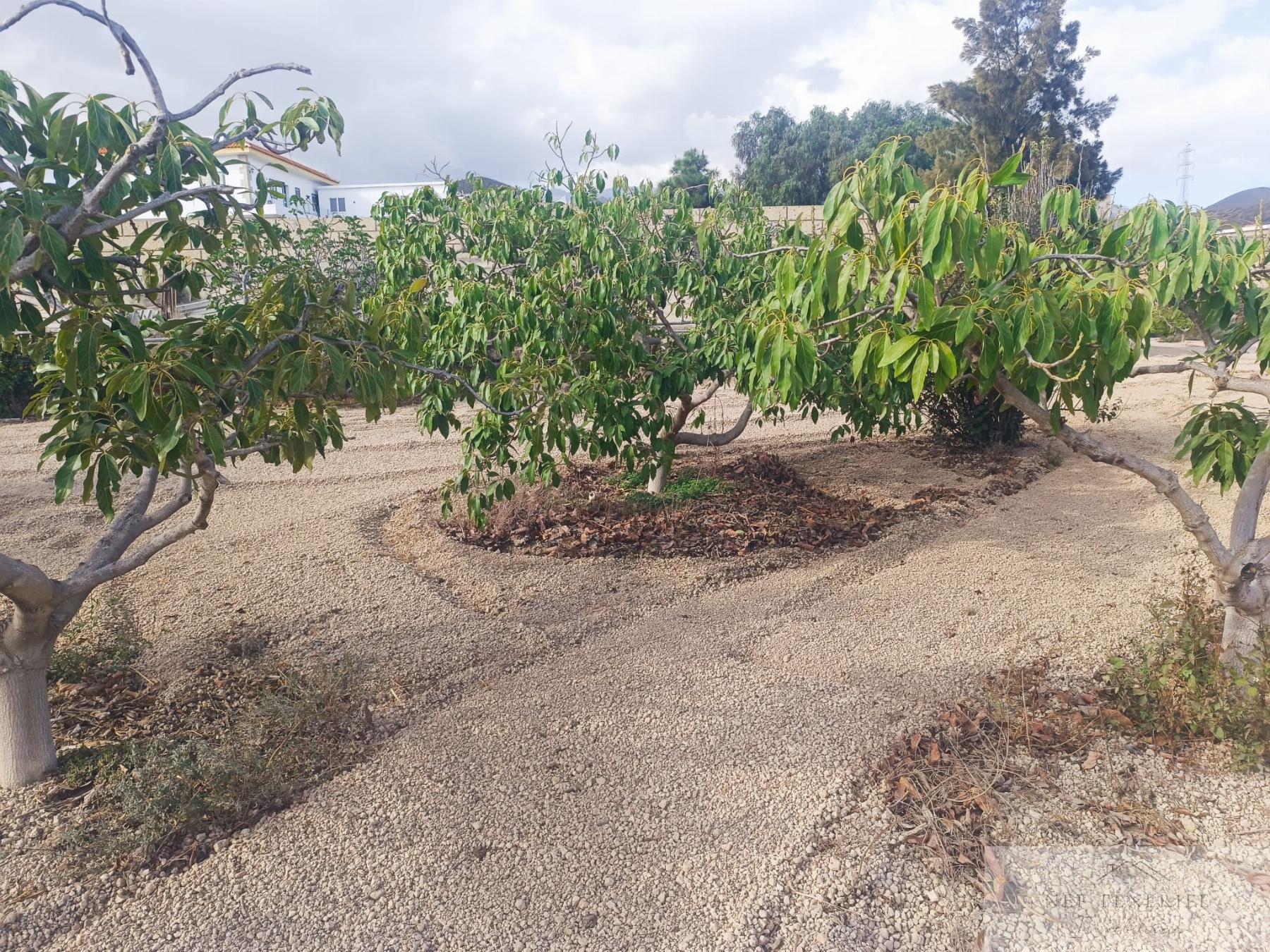 Venta de finca rústica en San Miguel de Abona