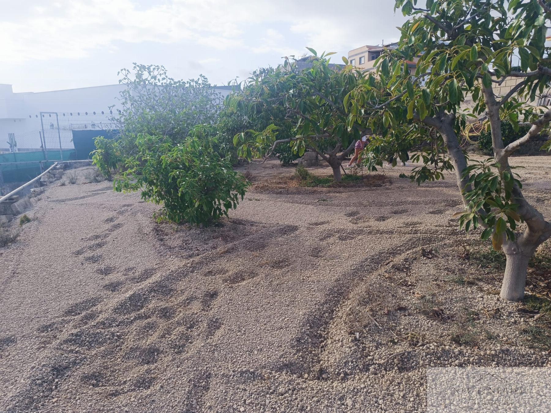 Venta de finca rústica en San Miguel de Abona