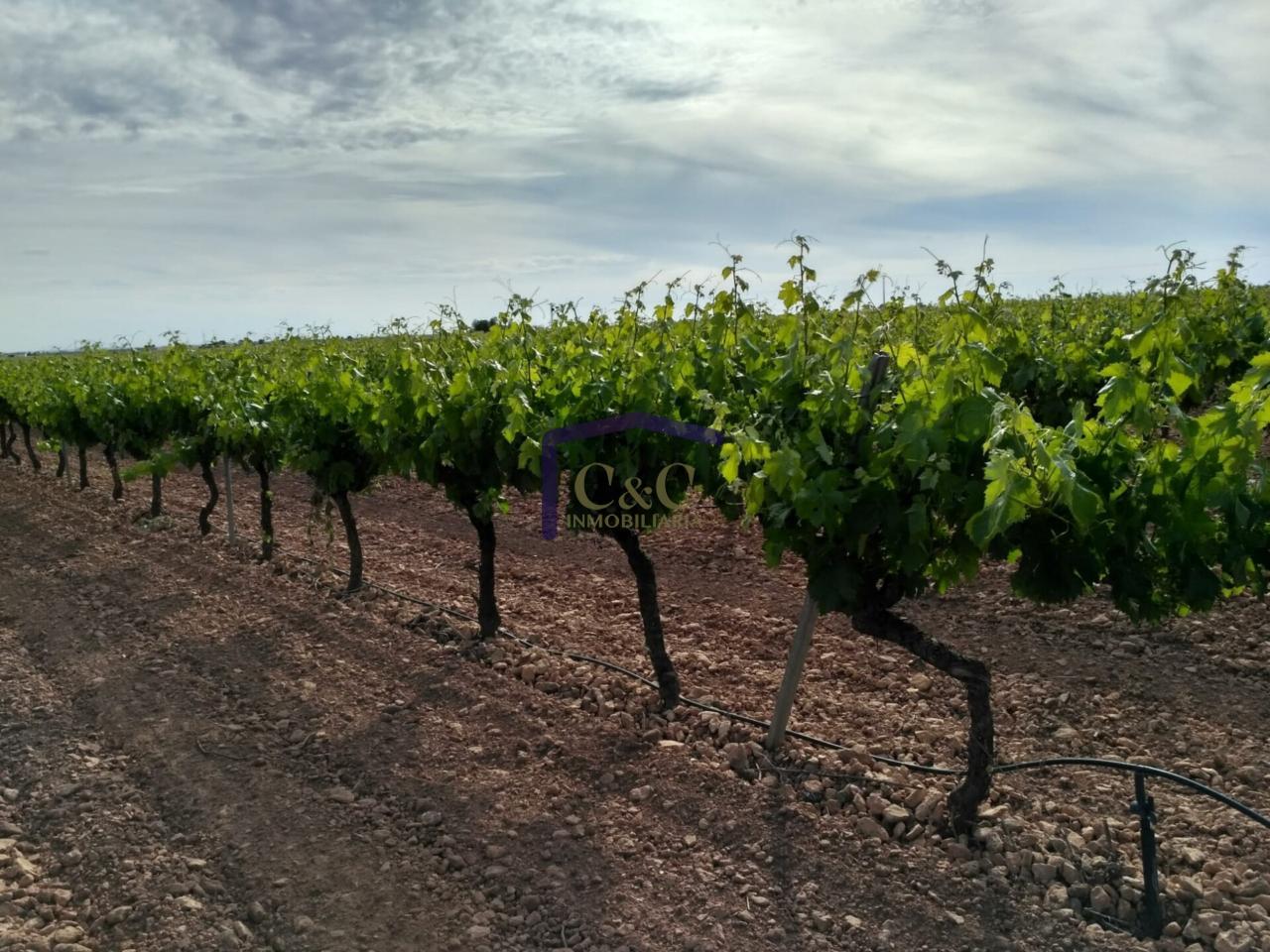 Venta de finca rústica en Manzanares