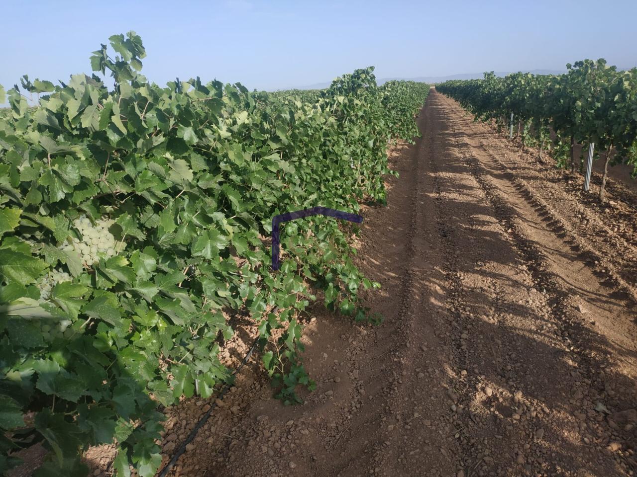 Venta de finca rústica en Manzanares
