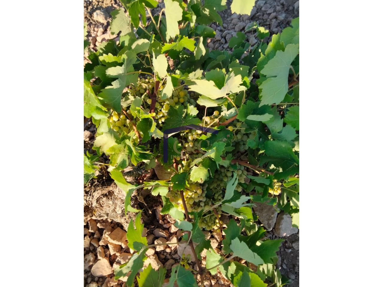 Venta de finca rústica en Manzanares