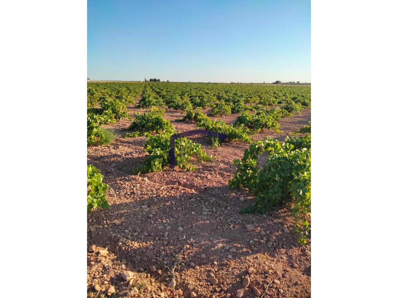 Venta de finca rústica en Manzanares