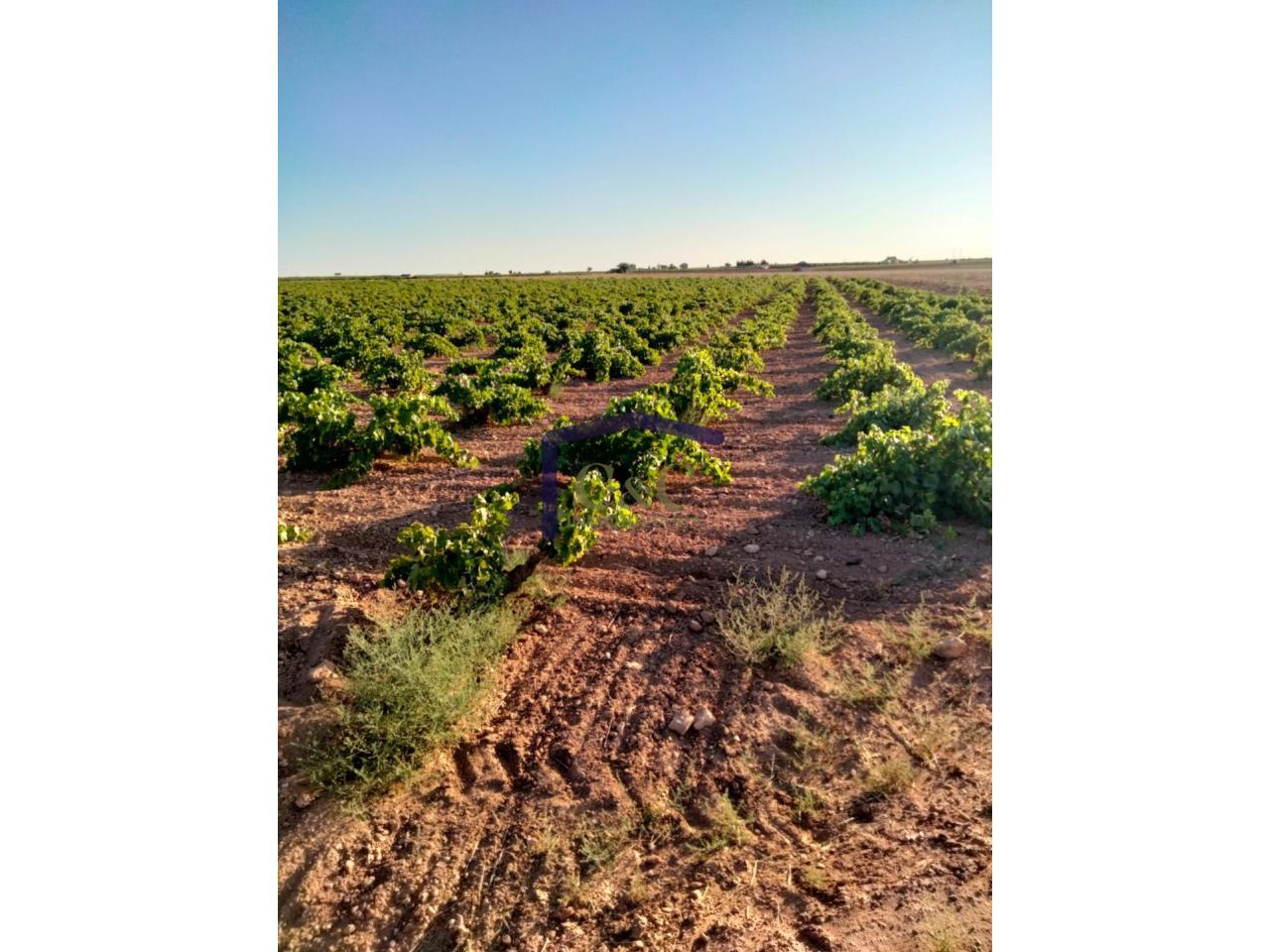 Venta de finca rústica en Manzanares