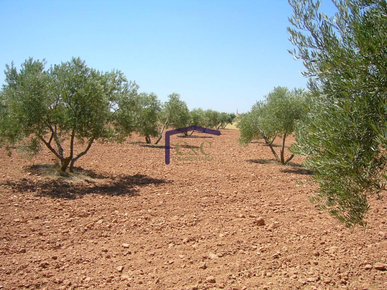 For sale of rural property in Manzanares