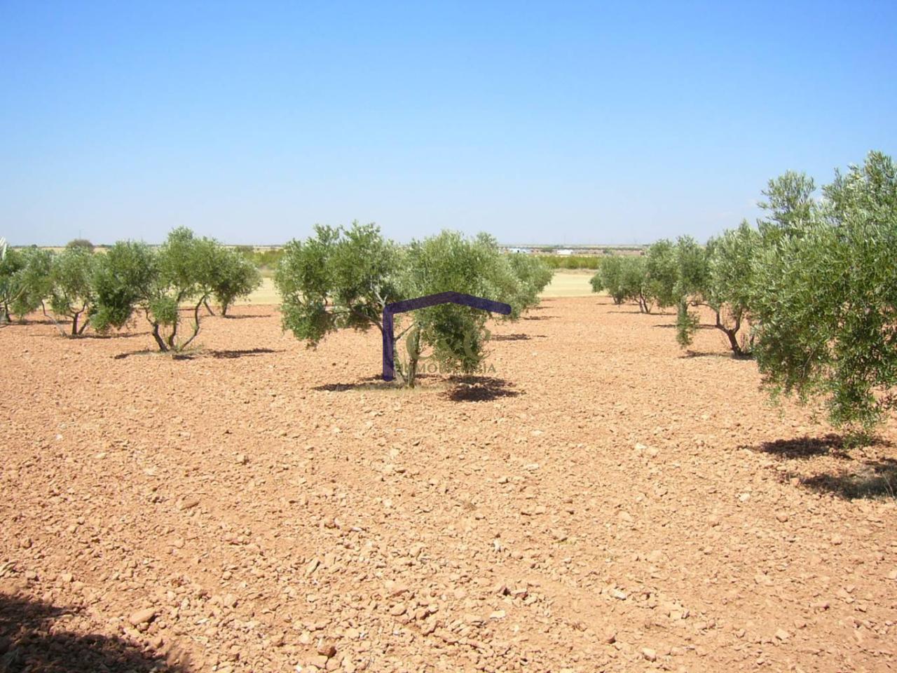 Venta de finca rústica en Manzanares