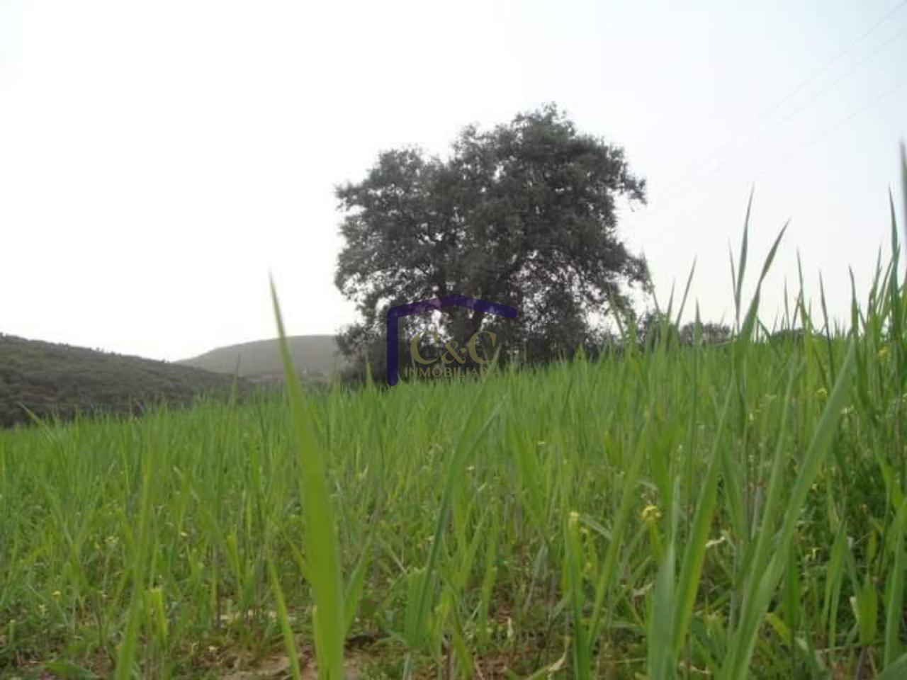 For sale of rural property in Torrenueva