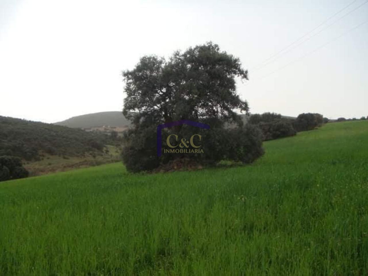 For sale of rural property in Torrenueva